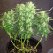 Семена сорта Auto Northern Lights fem (Pyramid Seeds)