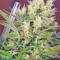 Семена сорта S.A.D. Sweet Afgani Delicious F1 Fast Version fem (Sweet Seeds)