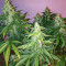 Семена сорта Chingis Khan fem (VIP seeds)