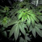 Семена сорта Sweet Valley Kush fem (Green House Seeds)