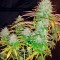 Семена сорта Pure Power Plant reg (Nirvana Seeds)