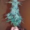 Семена сорта Auto Wappa fem (Paradise Seeds)