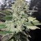 Семена сорта Dutch Kush fem (Paradise Seeds)