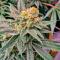 Семена сорт OG Kush Fast Version fem (Семяныч)