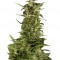 Семена сорта PolarLight #2 Auto fem