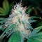Семена сорта Bud Bud Bling Tingz fem (Dr. Krippling Seeds)