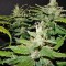 Семена сорта CBD Auto 1:1 auto fem (FastBuds Seeds)