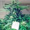 Сорт каннабиса Jorge’s Diamonds #1