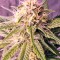 Семена сорта Original Amnesia fem (Dinafem Seeds)
