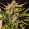 Семена сорта G14 auto fem (FastBuds)