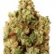 Семена сорта Green Ninja fem (Heavyweight Seeds)