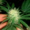 Семена сорта Bud Bud Bling Tingz fem (Dr. Krippling Seeds)
