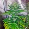 Сорт конопли Super Bud