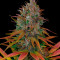 Семена сорта Tropicanna Poison F1 Fast Version (Sweet Seeds)