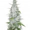 Семена сорта Maroc fem (Female Seeds)