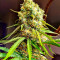 Семена сорта Kaya 47 fem (Advanced Seeds)