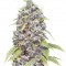 Семена сорта Pure AK fem (Female Seeds)