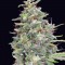 Семена сорта G13 Haze fem (Barney's Farm)