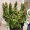 Семена сорта Auto Orange Bud fem (Dutch Passion)
