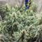 Семена сорта Original Auto Sour Diesel fem (FastBuds)