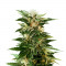 Семена сорта Kaya 47 fem (Advanced Seeds)