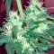 Семена сорта Critical + Autoflowering fem (Dinafem Seeds)