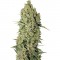 Семена сорта Chronic fem (Serious Seeds)