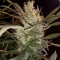 Семена сорта Auto Tutankhamon fem (Pyramid Seeds)