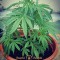 Семена сорта Cali Gangsta Kush fem (Sumo Seeds)