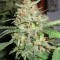 Семена сорта BubbleGummer fem (Female Seeds)