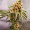 Семена сорта Alpha 21 fem (AlphaFem Seeds)