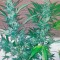 Семена сорта Exodus Cheese fem (Green House Seeds)