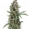 Семена сорта White Widow fem (Trikoma Seeds)