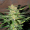 Семена сорта Fast Flowering Green Crack fem (Humboldt Seeds)