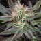 Семена сорта Super Silver Haze fem (Green House Seeds)