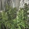 Семена сорта CBD Auto 1:1 auto fem (FastBuds Seeds)