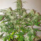 Семена сорта Original Jack Herer Auto fem (FastBuds)