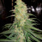 Семена сорта Ultra Power Plant fem (Victory Seeds)
