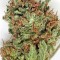 Семена сорта Santa Sativa fem (Dinafem Seeds)