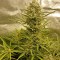 Семена сорта Blue Cheese Autoflowering fem (Dinafem Seeds)