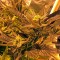 Семена каннабиса Critical Kush