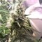 Семена сорта Blueberry Cheesecake fem (Female Seeds)