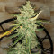 Семена сорта Auto Blue Pyramid fem (Pyramid Seeds)