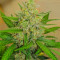 Семена сорта Runtz XL Auto (Sweet Seeds)