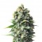 Семена сорта Pineapple Kush fem (Royal Queen Seeds)