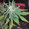Семена сорта Smokin Gun Auto fem (Dr. Krippling Seeds)