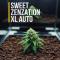 Семена сорта Sweet Zenzation XL Auto fem (Sweet Seeds)
