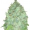Семена сорта Galaxy fem (Pyramid Seeds)