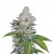 Семена сорта White Berry fem (VIP Seeds)