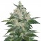 Семена сорта Afghan Kush fem (World of Seeds)